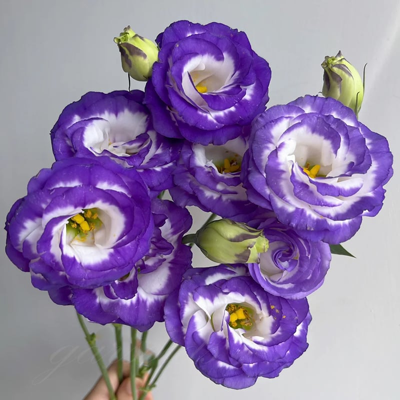 Eustoma Thornless Rose💐Lisanthus Seeds